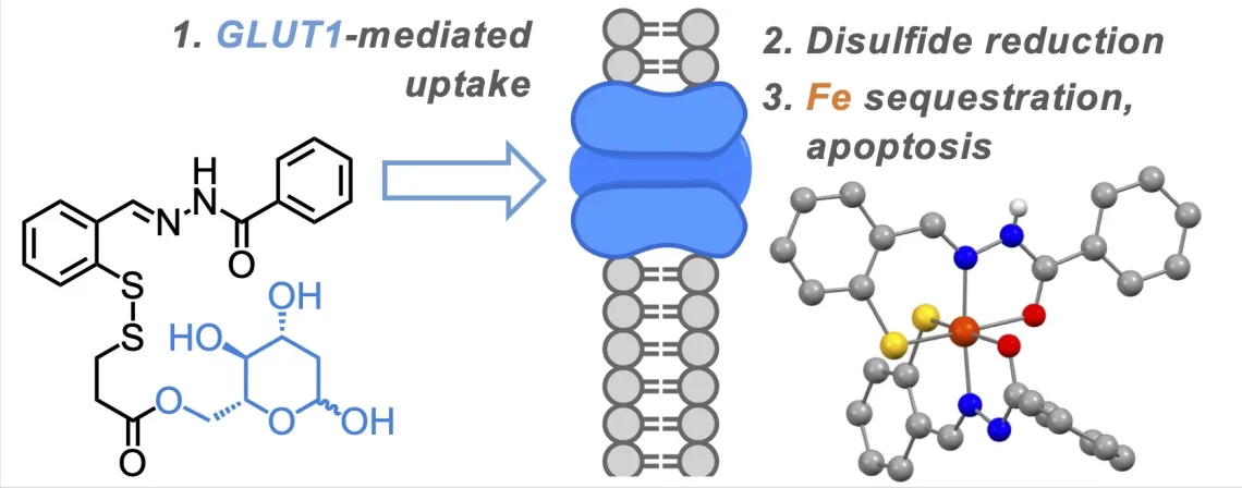 TOC graphic for ACS Med. Chem. Lett. 2022, 13, 1452-1458